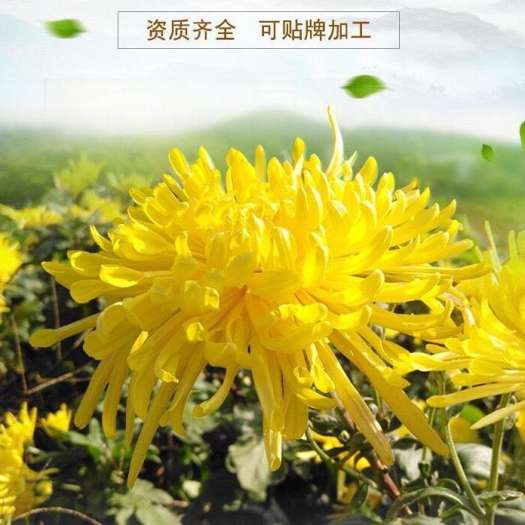 Trà hoa cúc lụa hoàng gia 10 bông