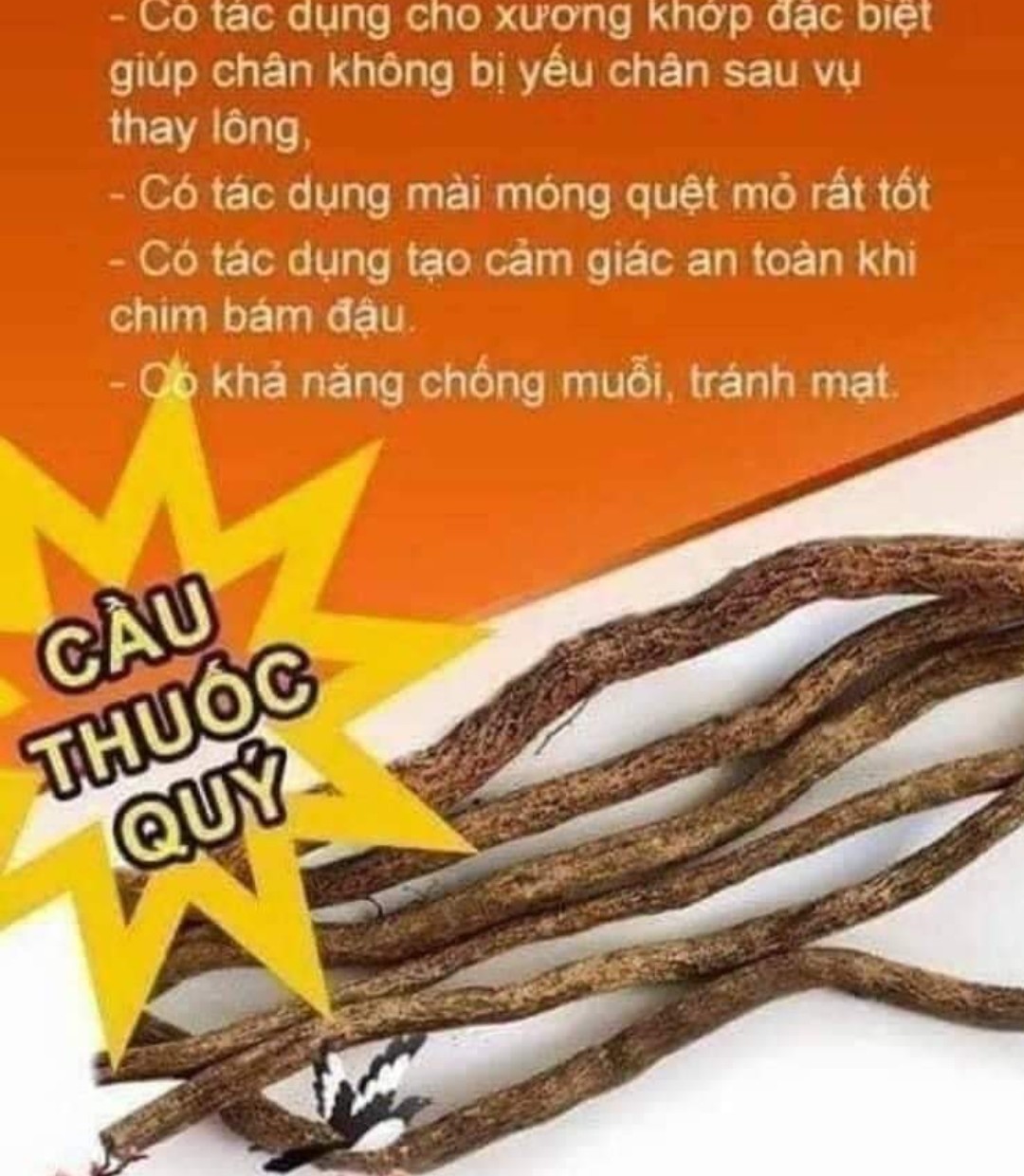 Cầu cho lồng chim