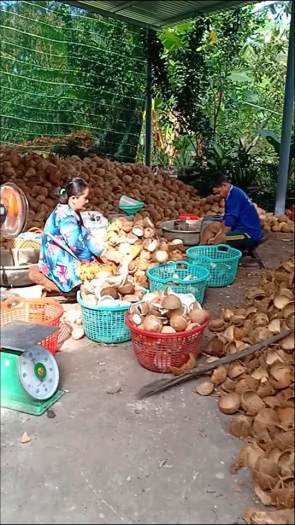 500ML TINH DẦU DỪA BẾN TRE NGUYÊN CHẤT ÉP LẠNH KHÔNG MÙI