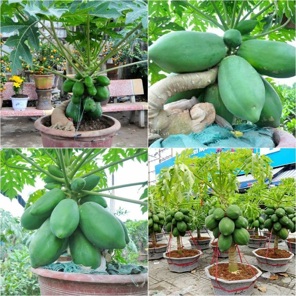 Gói 20 Hạt Giống Đu Đủ Siêu Lùn - Thích Hợp Làm Kiểng - Xuất Xứ Thái Lan - RD 540