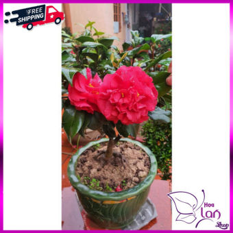 Trà My Cổ *☘️ FREESHIP ☘️* BẠCH TRÀ - CUNG ĐÌNH HỒNG - THÂM BÁT DIỆN  [ Cây Giống  ]