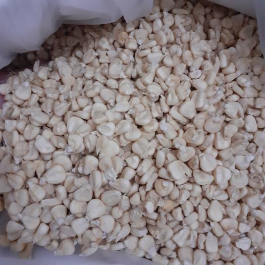 Bắp Hạt (Ngô Hạt) Khô- Làm xôi bắp, bắp hầm - Nhà trồng