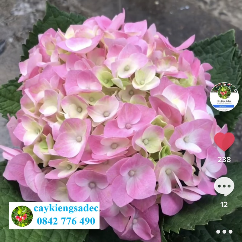Caykiengsadec - Hoa cẩm tú cầu - tặng phân bón - hoa kiểng lá trang trí nội thất cảnh quan sân vườn ngoài trời