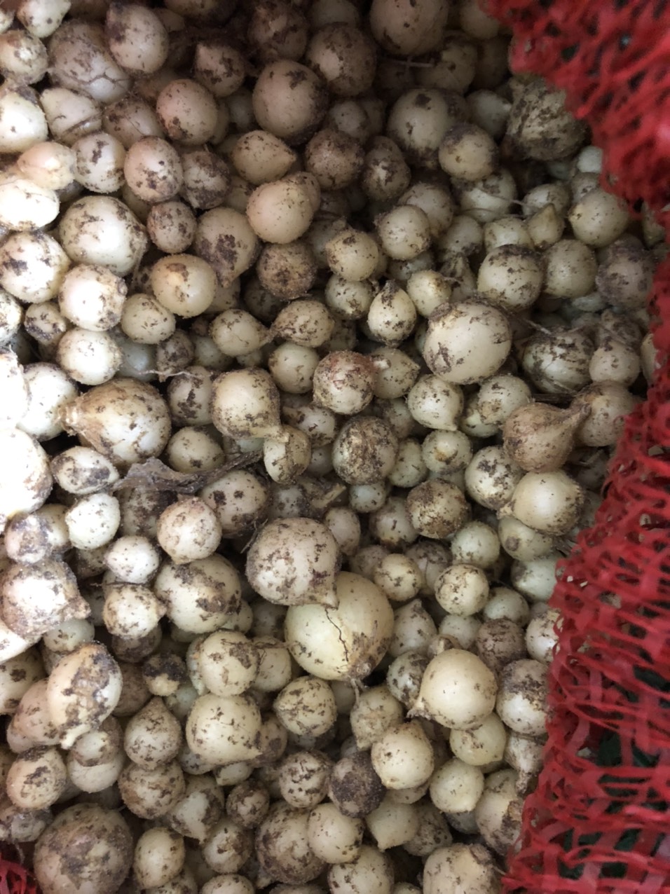 1KG HÀNH TĂM (CỦ NÉM) MIỀN TRUNG QUẢNG TRỊ ( NHÀ TRỒNG)