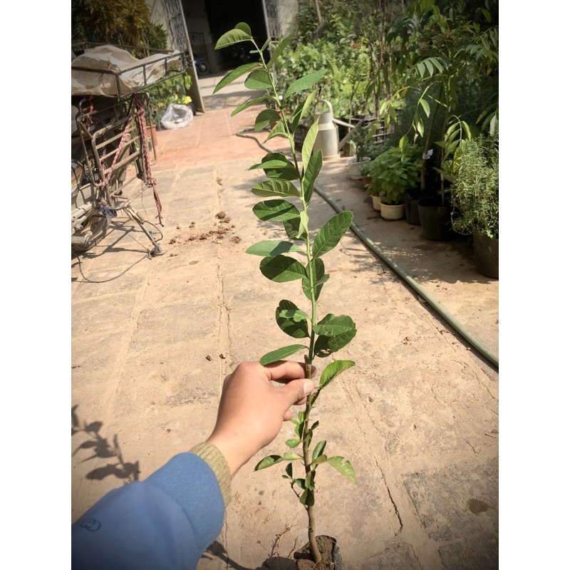 Cây chanh vàng Mỹ chuẩn giống