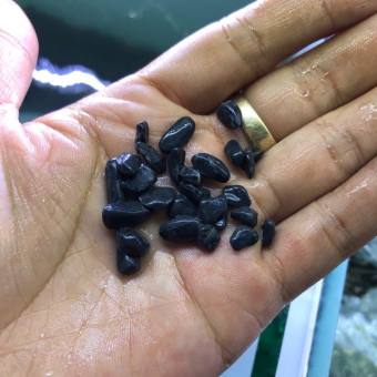 Sỏi đen hồ cá  sỏi nền  sỏi nền hồ thuỷ sinh  sỏi nhỏ đen  sỏi trang trí hồ cá  sỏi đẹp rẻ