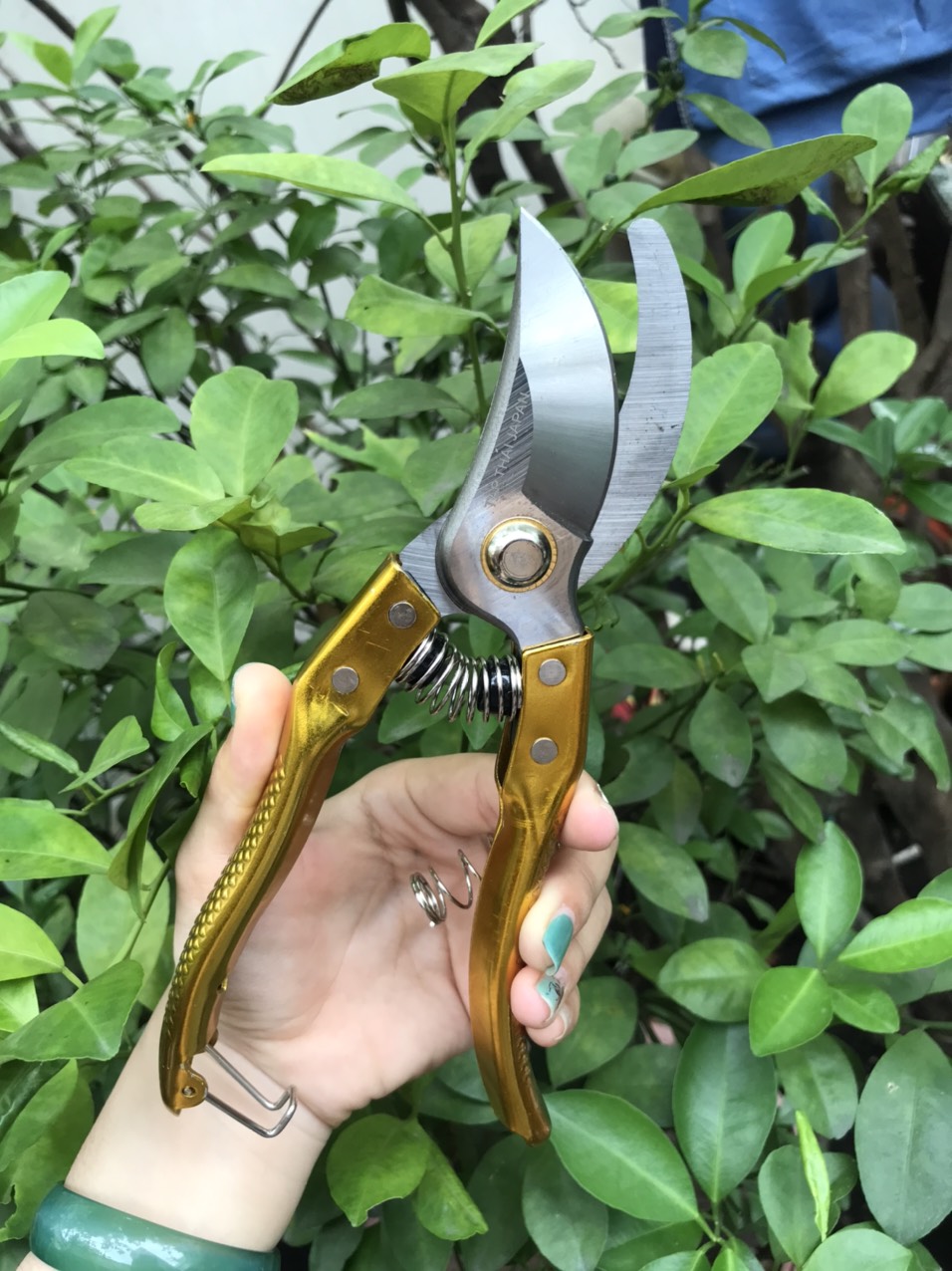 [HCM]KÉO CẮT CÀNH CÂY TỈA LÁ TOP VẢY CÁ ( HÀNG CHẤT LƯỢNG)