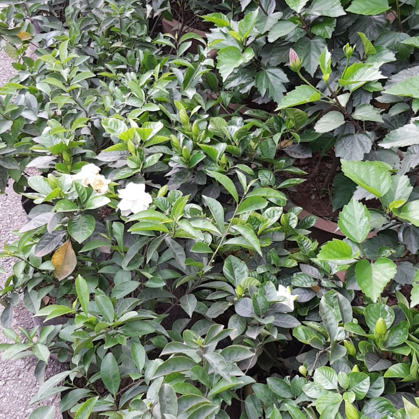 Bạch thiên hương ( dành dành kép ) hoa đẹp thơm lừng