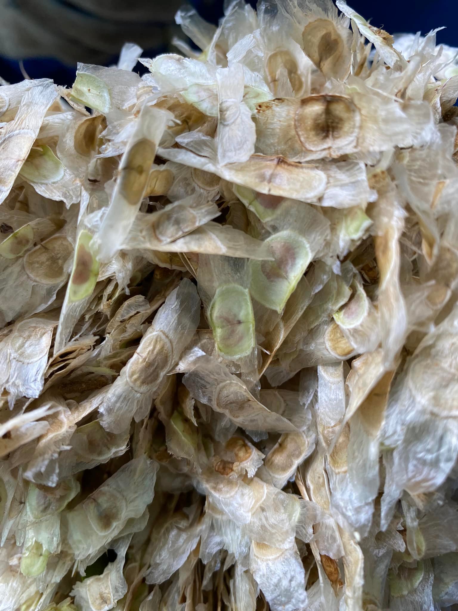 Hạt giống phong linh vàng