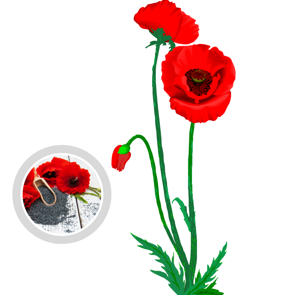 Hạt giống hoa Conico mix màu sắc đẹp gói hơn 150 hạt