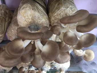 Phôi nấm Bào ngư và Mộc nhĩ ( Kiện 03 bào ngư, 03 mộc nhĩ)