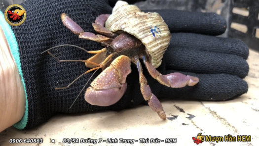 [XL+] BREVI Ốc Mượn Hồn - Cua Ẩn Sĩ - Ốc Mượn Hồn Đẹp - Ốc Mượn Hồn Giá Rẻ