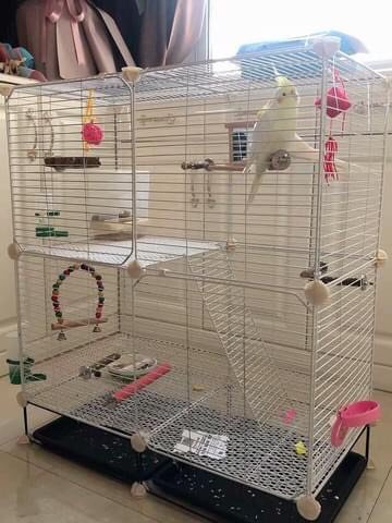 Combo chuồng chim, thỏ, hamster - >