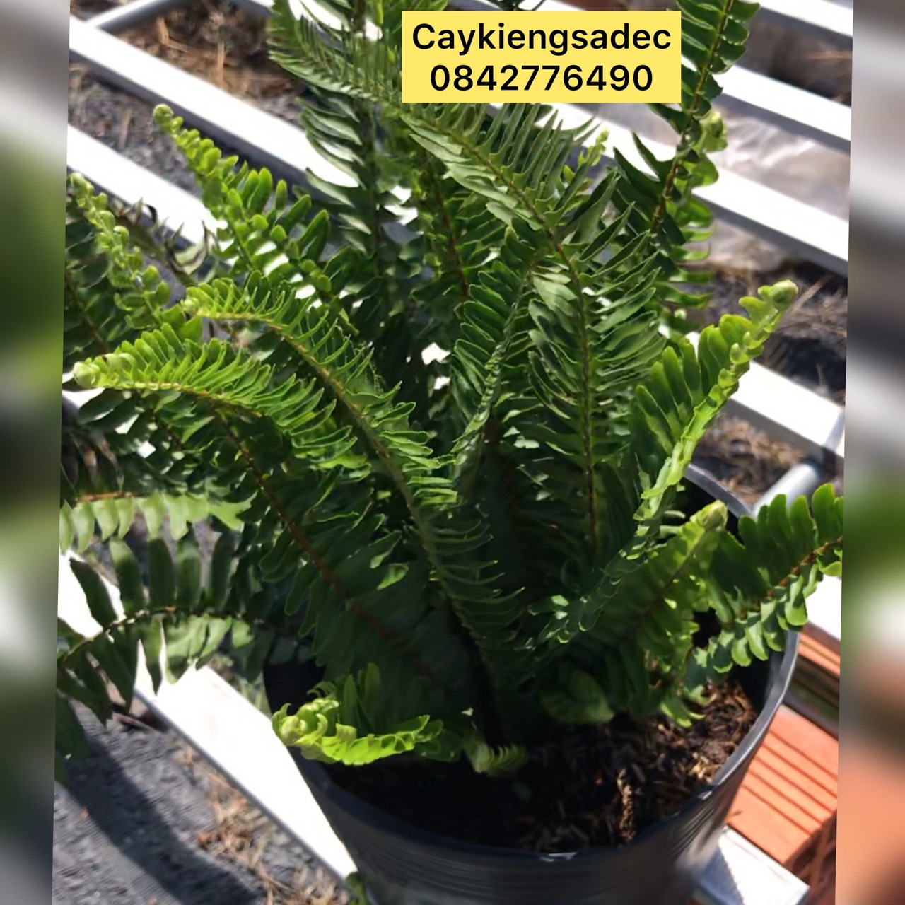 Caykiengsadec Cây dương sỉ - tặng phân bón - hoa kiểng lá trang trí nội thất cảnh quan sân vườn ngoài trời