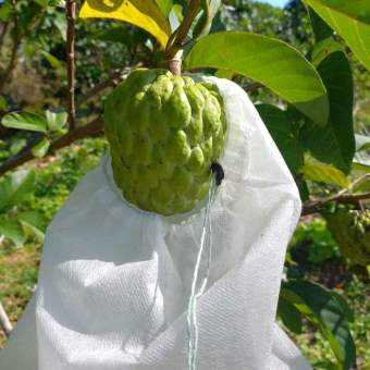 100 cái 20*25cm TÚI VẢI BAO BỌC TRÁI NA,CAM, BƠ ,...TÚI BỌC TRÁI CÂY
