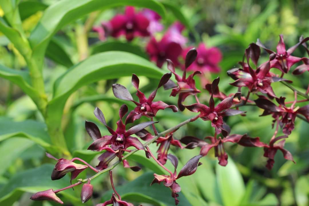 Hoa lan hắc long xưa