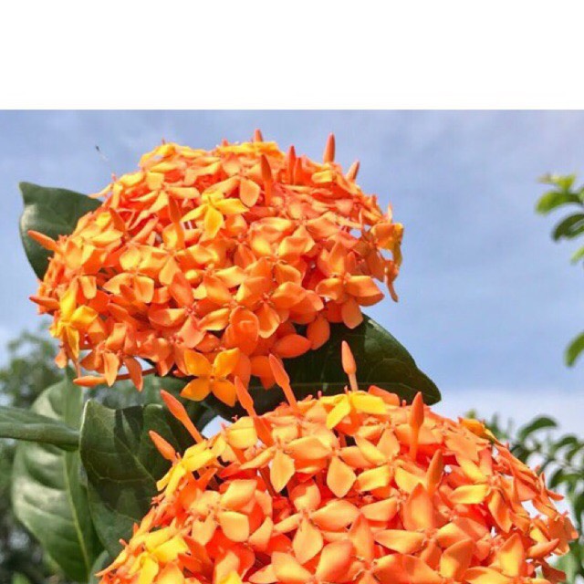Combo 2 Cây bông trang Mỹ cam - hoa mẫu đơn Boiboi.organic, cây trong bầu đất, rễ mạnh
