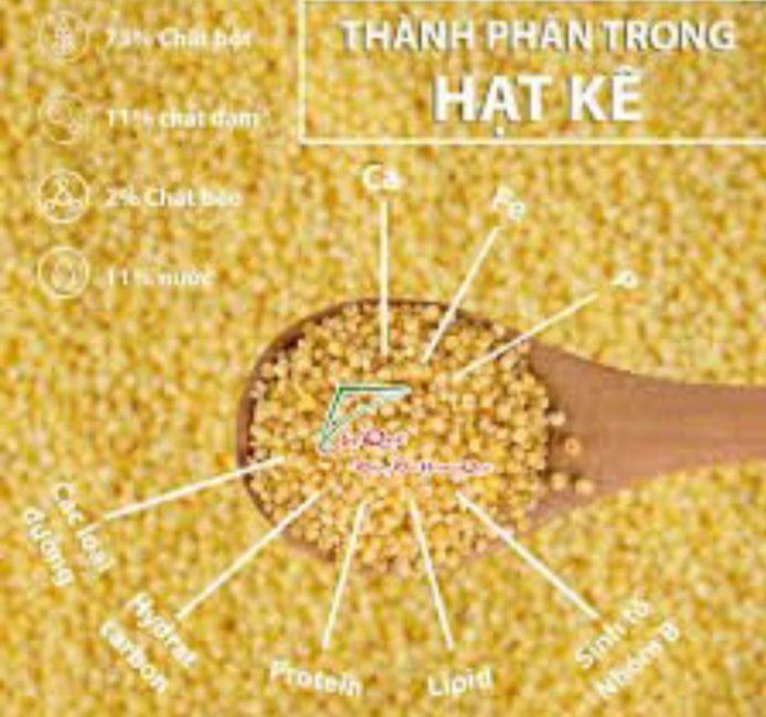 Hạt kê nếp vàng nghệ an sạch vỏ túi hút chân không 1kg