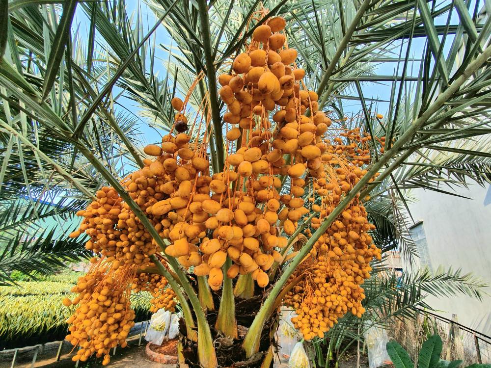 Giống cây chà là Israel