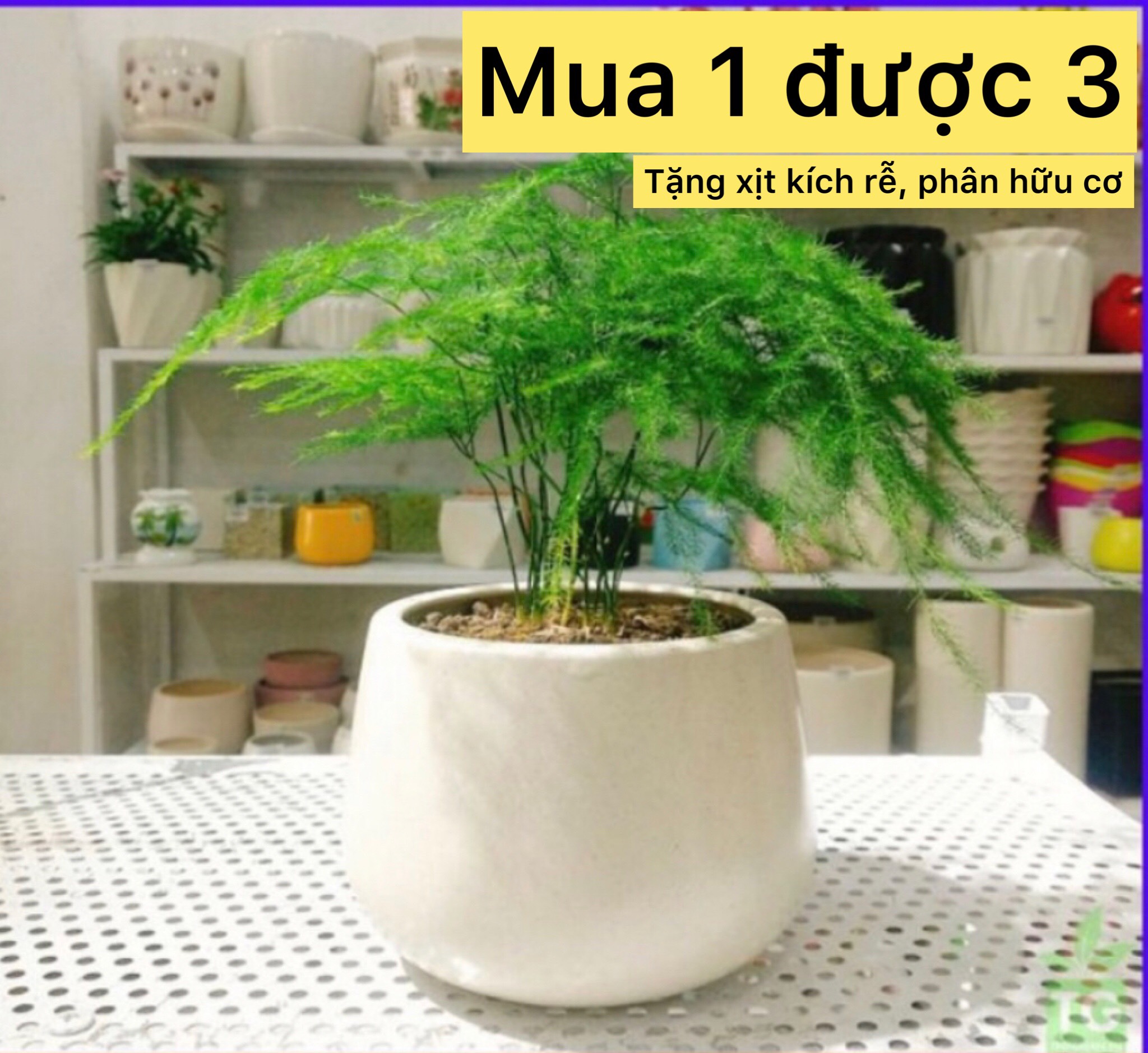Cây thủy tùng- cây phong thủy- cây công trình- caykiengsadec