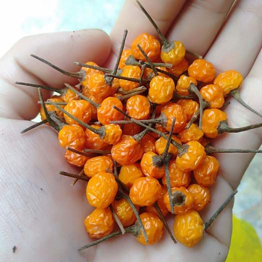 10 Hạt Giống Ớt Mắc Nhất Thế Giới Aji Charapita 570tr/kg Loại Ớt Ngon Và Đắt Nhất Thế Giới