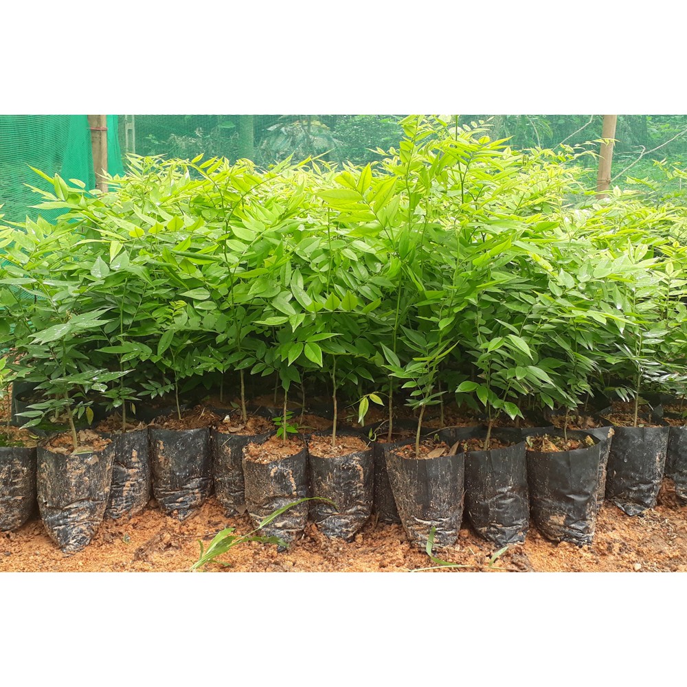 Combo 10 cây sưa đỏ giống
