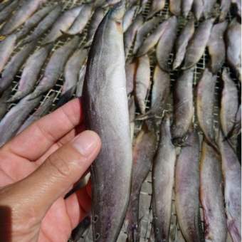 1kg Khô Cá Chạch Đồng thịt dai, thơm ngon đặc biệt 200gr 500gr Khô Cá Chạch Đồng