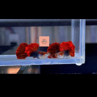 7 màu Hb red rose, size chuẩn giống, hoàn tiền khi gặp sự cố, thức ăn cho cá