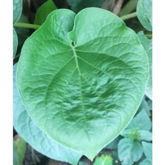 cây dổi đất (cây dổi ăn lá)- rau gia vị cuốn thịt nướng cực ngon, cực quý hiếm, đặc sản tây bắc- cây giống