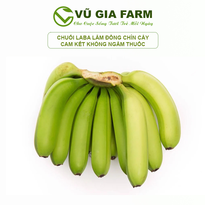 Chuối Laba Di Linh Lâm Đồng - 🍌 cắt trực tiếp tại vườn, cam kết không ủ hoá chất