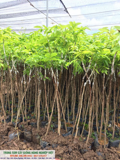 Cây trám đen ghép cao 70-80cm chuẩn giống ĐHNN