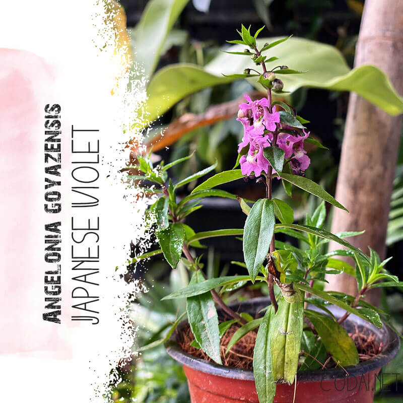 Cây Angelonia goyazensis Japanese Violet chậu nhựa 8cm