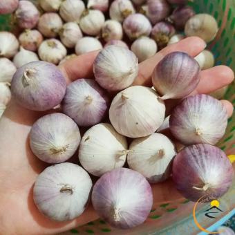 Tỏi cô đơn Phù Yên - Sơn La lᴏại 1. Đặc sản tỏi cô đơn, tỏi 1 nhánh làm tỏi đen lý sơn, phan rang, hải dương, sơn la
