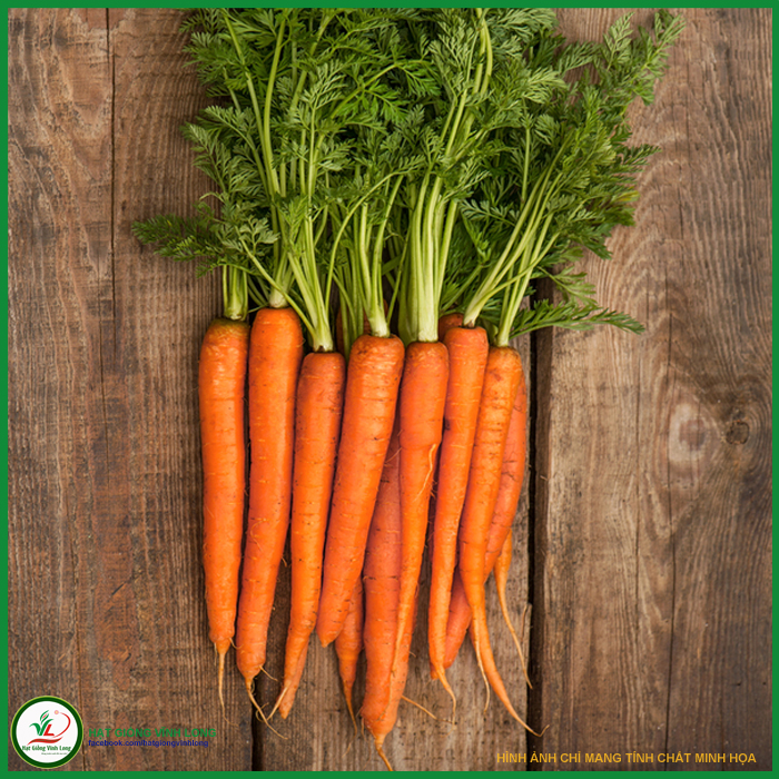 Hạt giống Carrot RUBY F1 TN 406 - 1g, hiệu Trang Nông chất lượng, nảy mầm cao