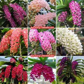 Lan giống Đai Châu Thái (combo 4 cốc 4 màu)