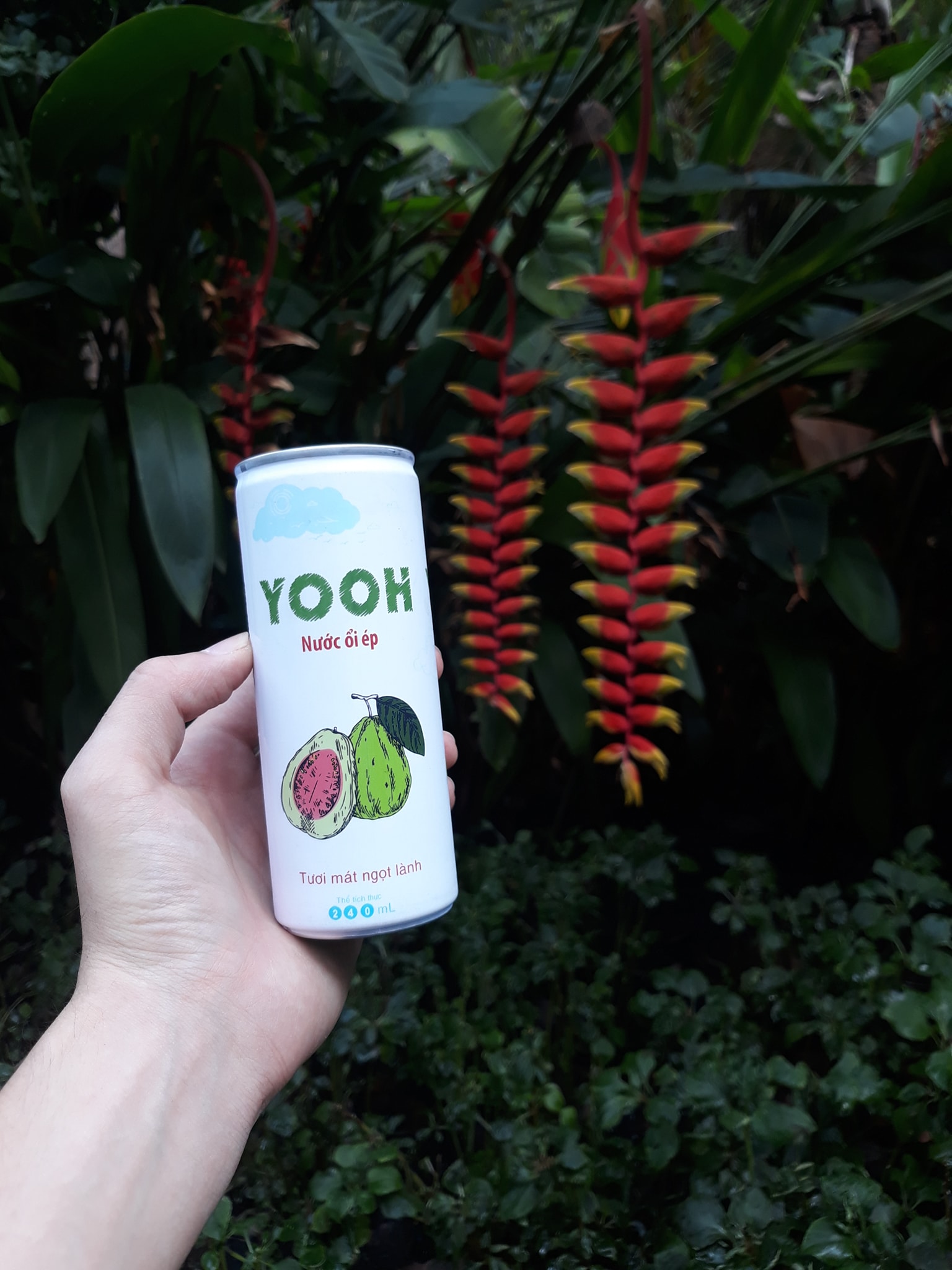 Thùng 24 lon nước ép ổi yooh-lon 240 ml