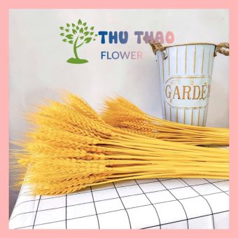 Lúa mạch khô (100 Bông) Lúa kiểng trang trí decor để bàn, phụ kiện chụp ảnh