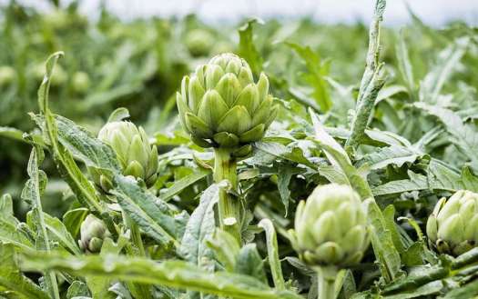 Cao Atiso nước cao cấp Thanh Uyên - hộp 10 tuýp 10ml