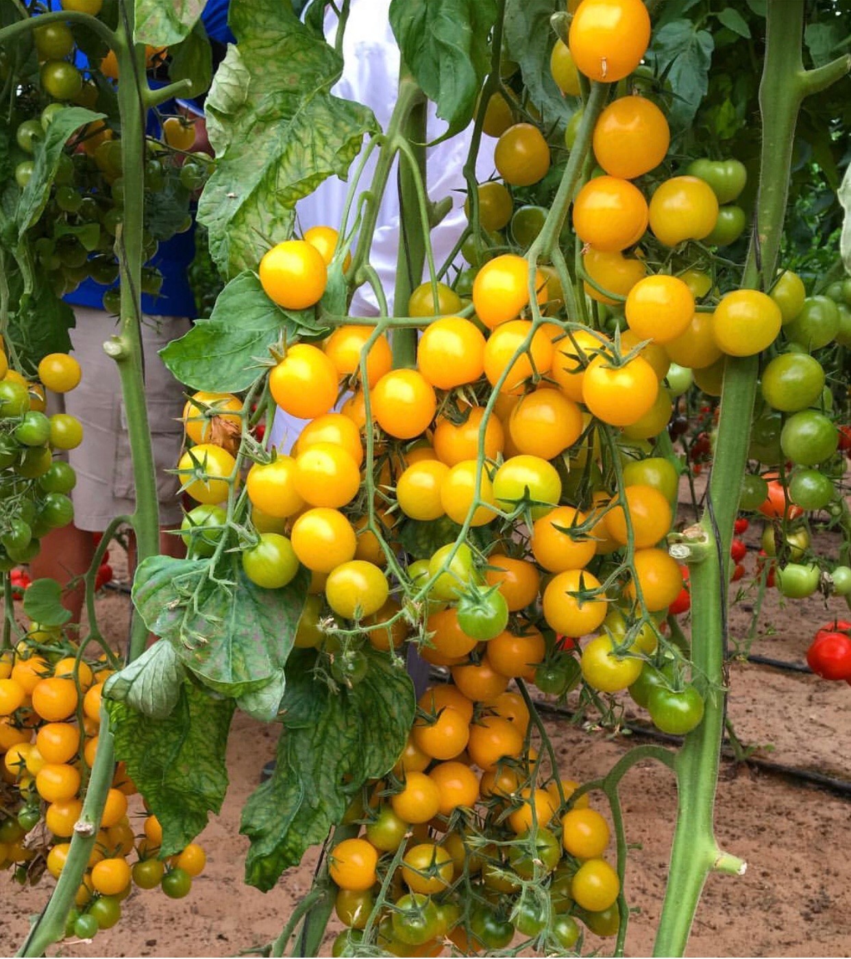 Hạt Giống Cà Chua Cherry Vàng F1 Sai Trái 0.1gr