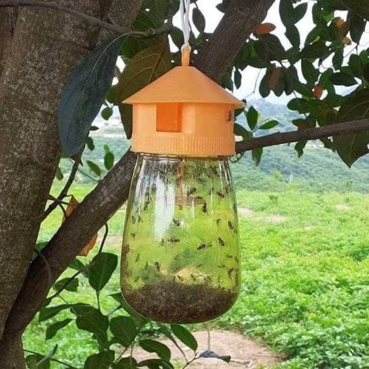 Đèn lồng bẫy ruồi vàng kèm thuố.c