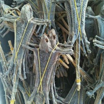 Tắc Kè Khô 5 Con Hàng Mới Loại 1