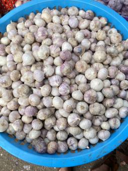 tỏi cô đơn loại 1(tỏi cô đơn,hành tím phan rang,tiêu,ớt)