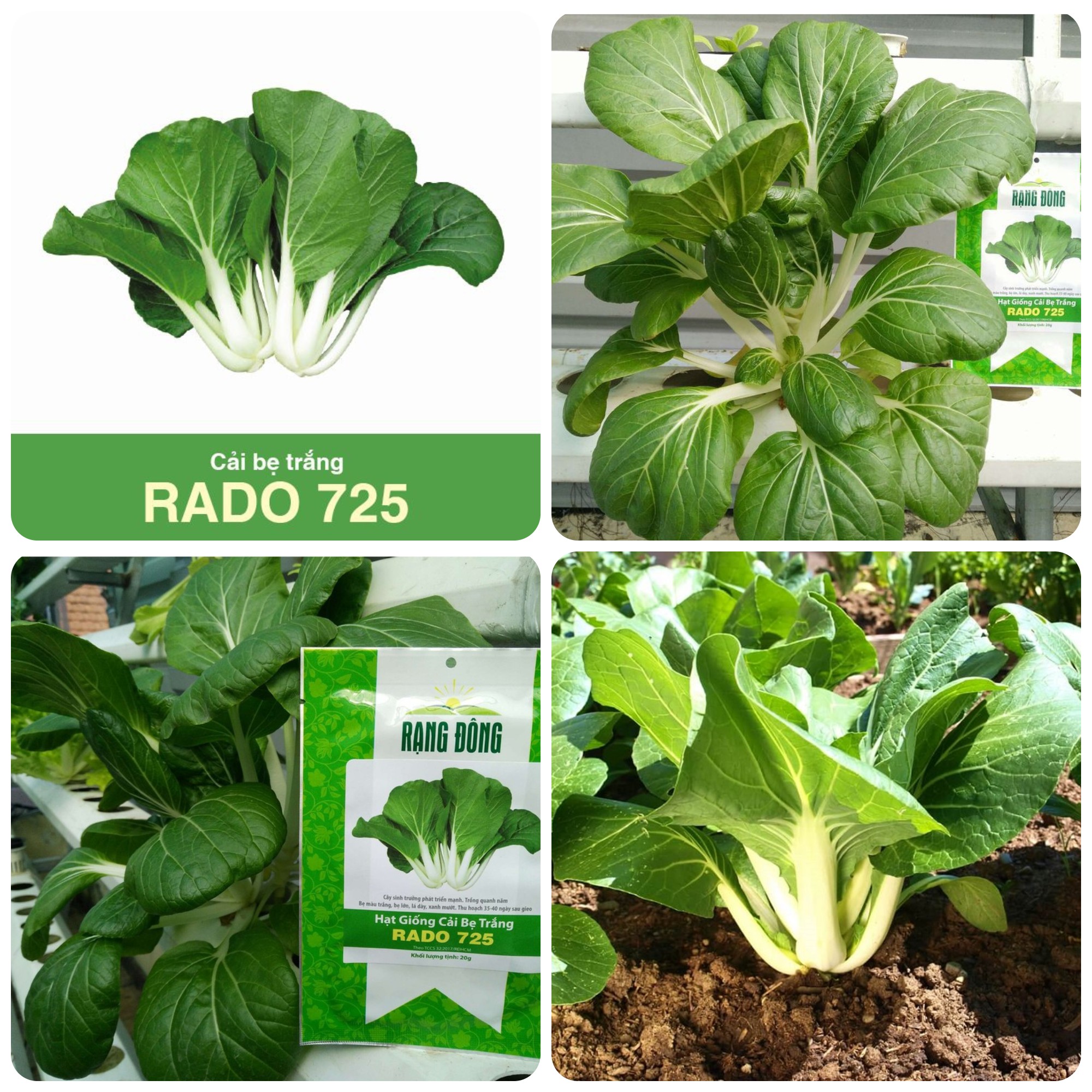 Hạt giống Cải bẹ trắng gói 20gr