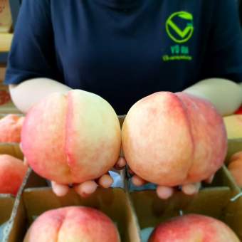 VG FARM Đào Tôn Ngộ Không - ngon ngọt, êm tay tý tý