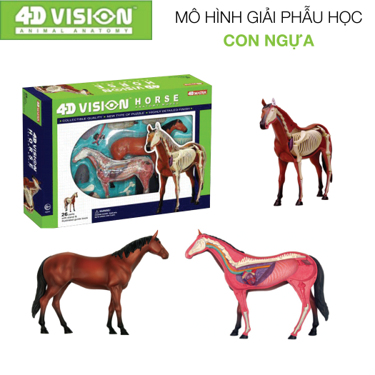 MÔ HÌNH GIẢI PHẪU - NGỰA