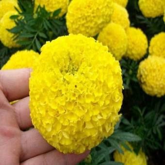 Hạt giống hoa Cúc Vạn Thọ Vàng