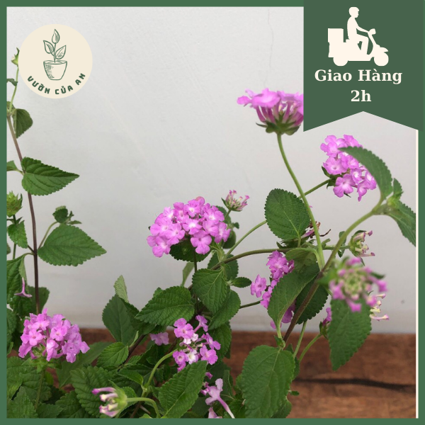Cây Hoa Ngũ Sắc tím , cây trồng sân vườn, hoa nở quanh năm, cây cảnh, giá rẻ, Vườn Của An