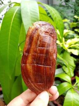 chuối hồng Mỹ Tho 500g -date luôn mới