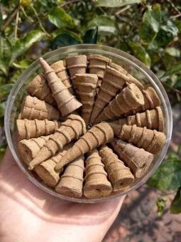 NỤ ĐUỔI MUỖI THẢO DƯỢC