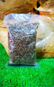 Sâu gạo sấy dành cho hamster, sóc, nhím, chim,...